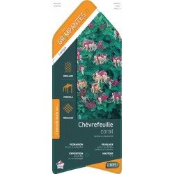 LONICERA heckrottii ECH...
