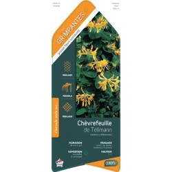 LONICERA tellmanniana ECH...