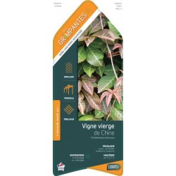 PARTHENOCISSUS henryana ECH...