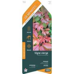 PARTHENOCISSUS quinquefolia...