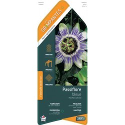 PASSIFLORA caerulea ECH...
