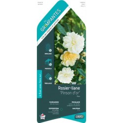 ROSIER GPT-GF 'Pinson d'Or'...