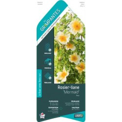 ROSIER GPT-PF Mermaid® ECH...