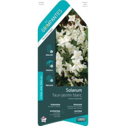 SOLANUM jasminoides 'Album'...