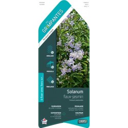 SOLANUM jasminoides ECH...
