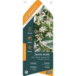 TRACHELOSPERMUM jasminoides...