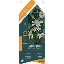 TRACHELOSPERMUM jasminoides...