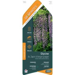 WISTERIA floribunda...