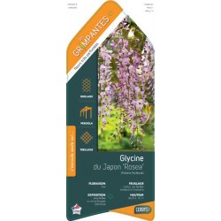 WISTERIA floribunda...