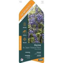 WISTERIA floribunda...