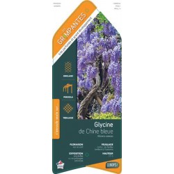 WISTERIA sinensis bleu ECH...