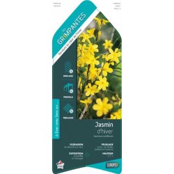JASMINUM nudiflorum TIPI...