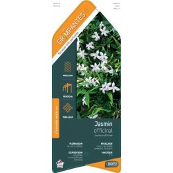 JASMINUM officinale TIPI...