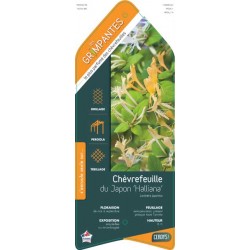 LONICERA japonica...