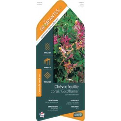LONICERA heckrottii 'Gold...