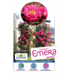 ROSIER Decorosiers® Emera...