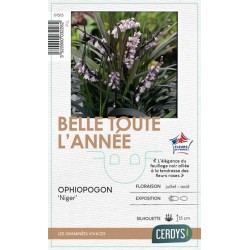 OPHIOPOGON planiscapus...