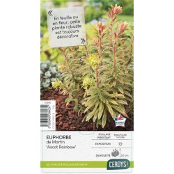 EUPHORBIA martini Ascot...