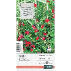 SALVIA microphylla 'Royal...