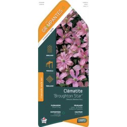 CLEMATIS 'Broughton Star'...