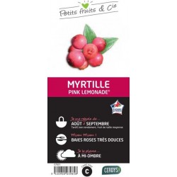 MYRTILLIER 'Pink Lemonade'...