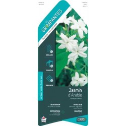 JASMINUM sambac ECH 90/120 C3L