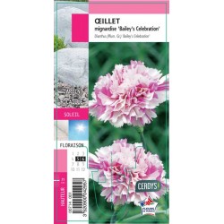 DIANTHUS plumarius...