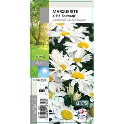 LEUCANTHEMUM superbum...