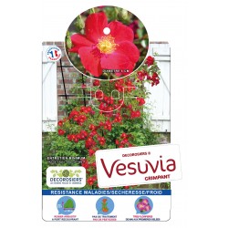 ROSIER Decorosiers® Vesuvia...