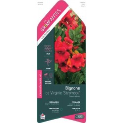 CAMPSIS radicans...