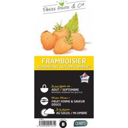 FRAMBOISIER Autumn Amber®...