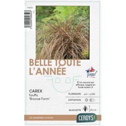 CAREX comans 'Bronze Form' C1L