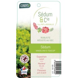 SEDUM rupestre 'Angelina's...