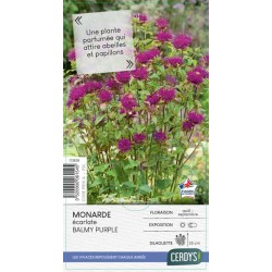 MONARDA didyma 'Balmy...