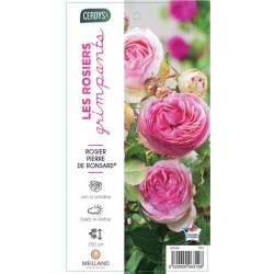 ROSIER GPT-GF Pierre de...