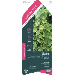 HEDERA helix 'Kolibri' ECH...