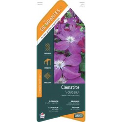 CLEMATIS 'Voluceau' ECH...