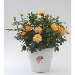 ROSIER assorti C6.4L