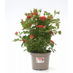 ROSIER assorti C2L