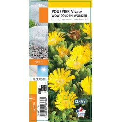 DELOSPERMA wow 'Golden...