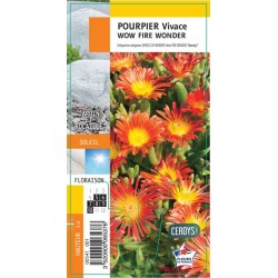 DELOSPERMA wow 'Fire...