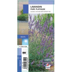 LAVANDULA intermedia 'Pure...