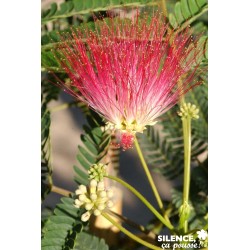 ALBIZIA julibrissin Rouge...