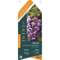 WISTERIA brachybotrys...