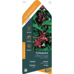 SCHISANDRA rubriflora ECH...