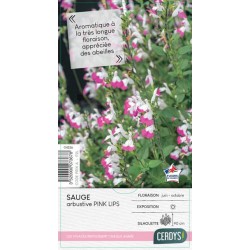 SALVIA microphylla Pink...