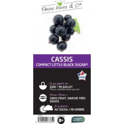 CASSISSIER Little Black...