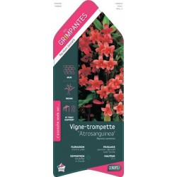 BIGNONIA capreolata...