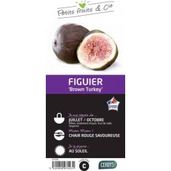 FIGUIER 'Brown Turkey' C1.5L