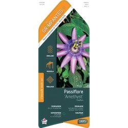 PASSIFLORA 'Amethyst' ECH...